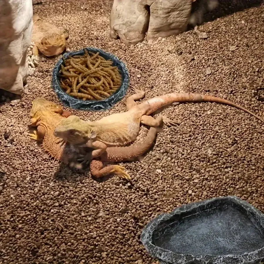 Stone-Like Reptile Bowl – Durable Feeding & Water Dish for Small Reptiles