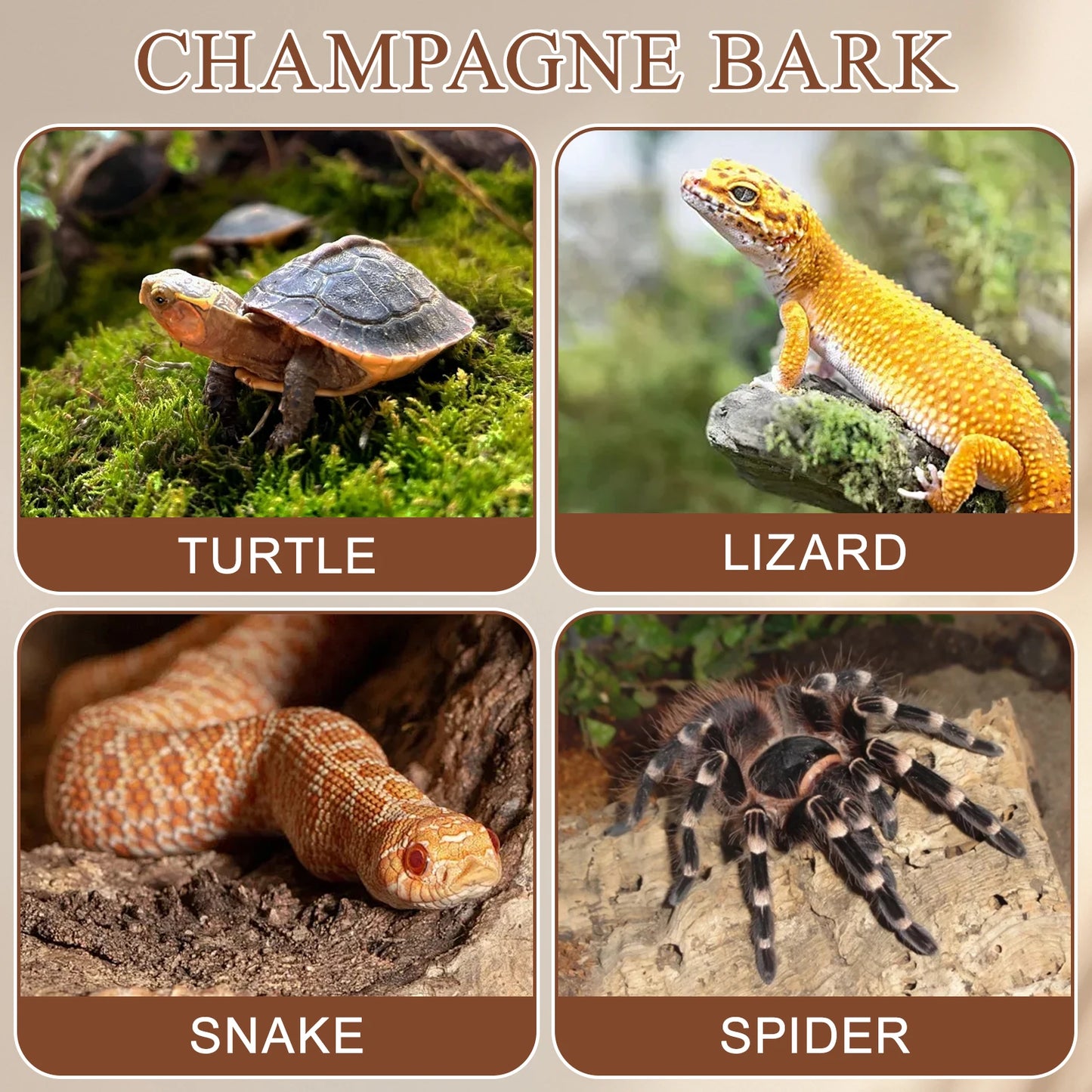 4Pcs Natural Cork Bark – Flat Reptile Terrarium Background & Climbing Decor