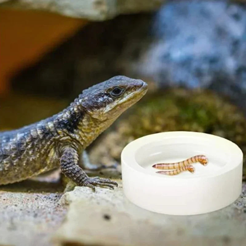 Anti-Escape Ceramic Reptile Bowl – Feeder & Water Dish for Small Pets
