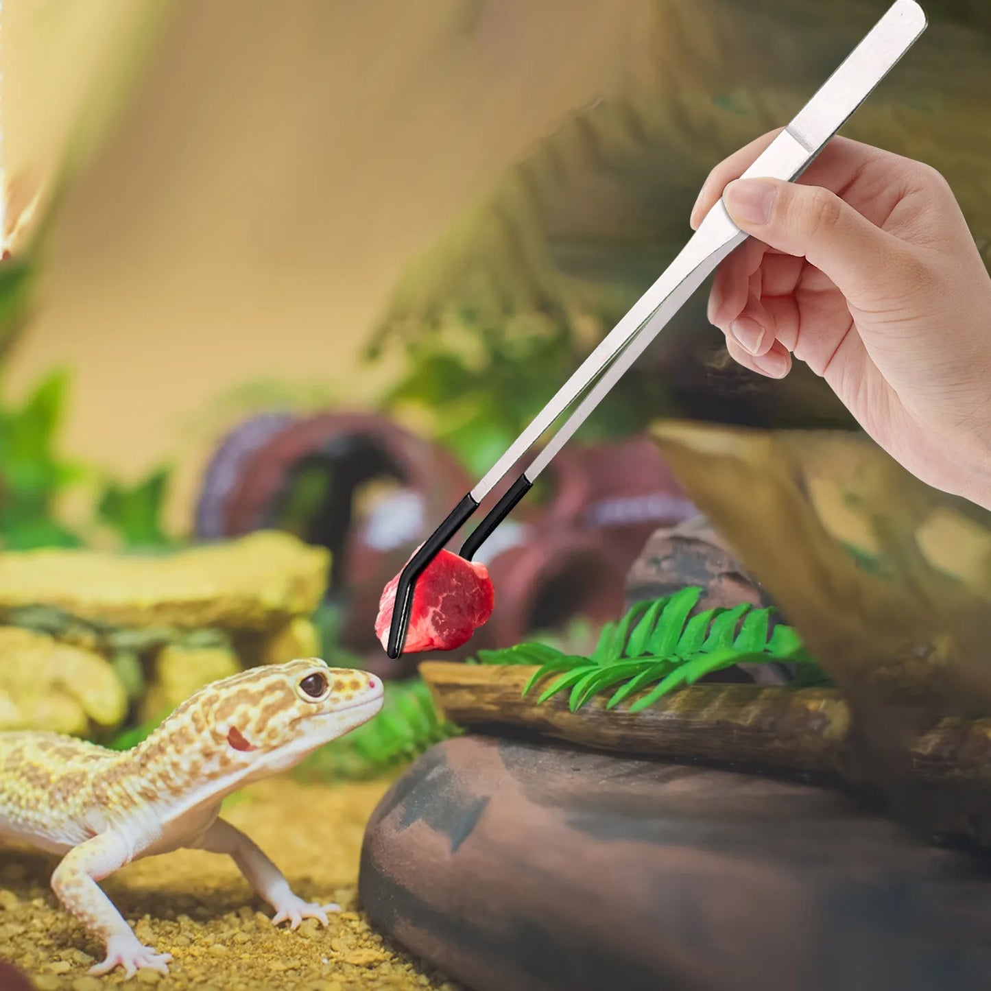 Feeding Tweezers – Straight & Curved Stainless Steel Tongs for Reptiles