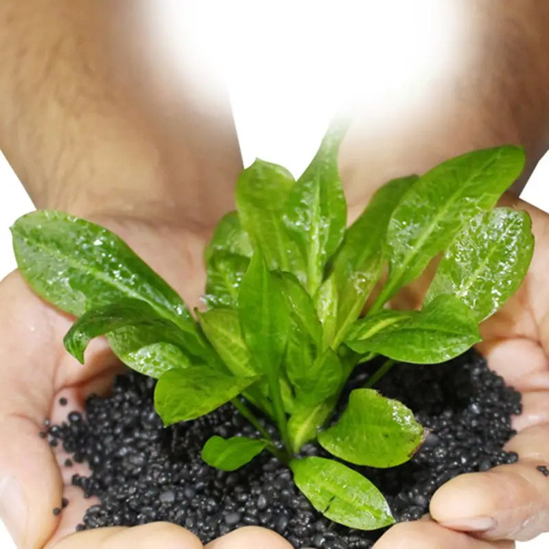 Aquarium Plant Soil – Fertile Substrate for Fish Tank Plants & Decor