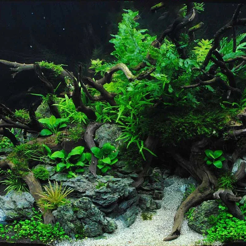 Natural Driftwood Roots – Small Aquarium Decoration & Habitat Ornament