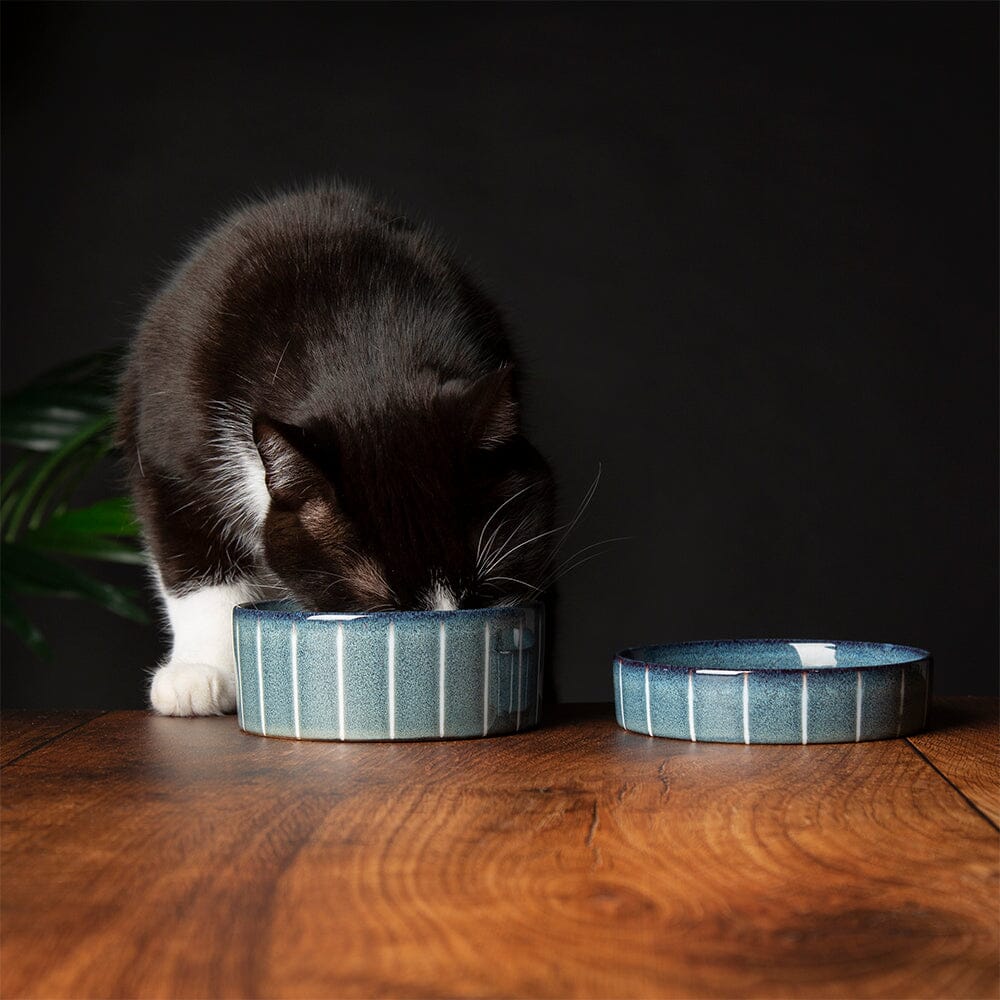 Cats & Kittens