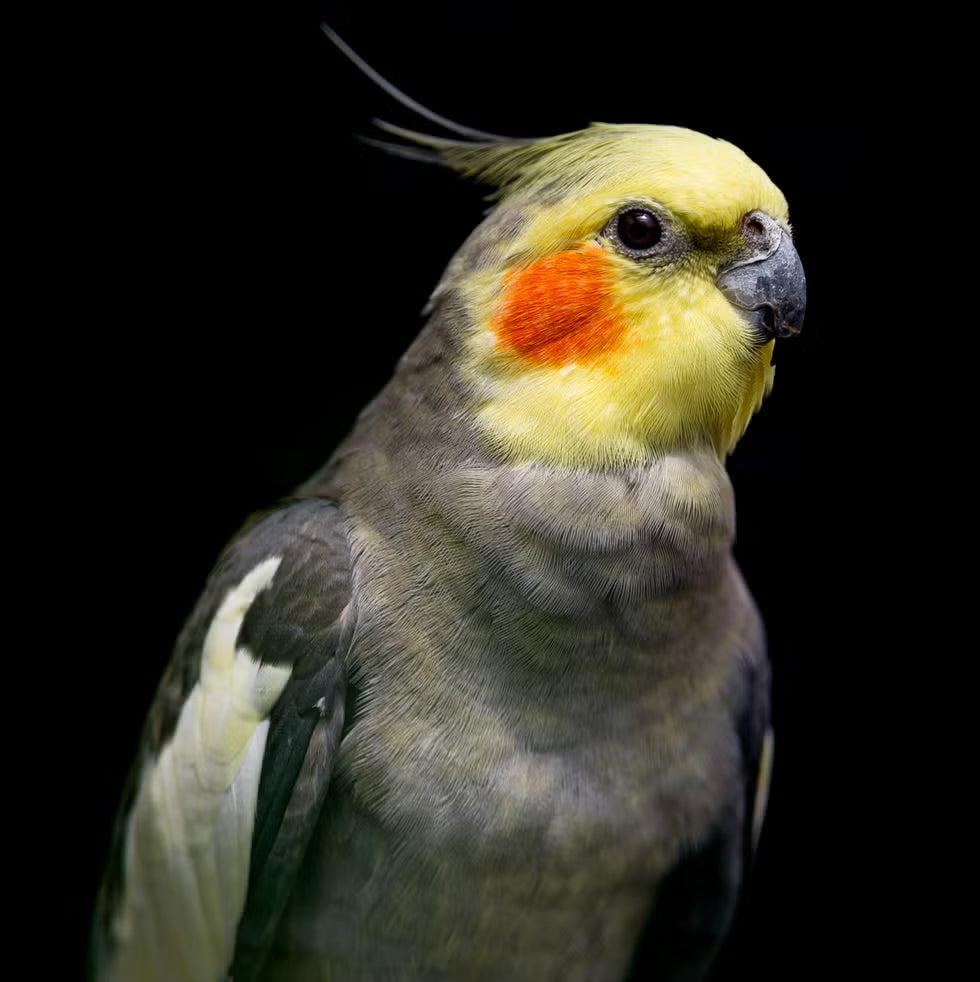 Birds