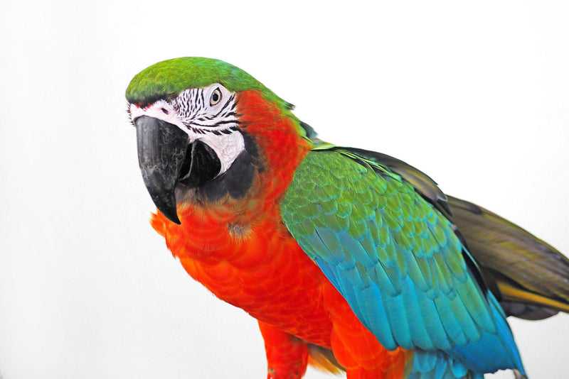 Birds - The Best For Pets