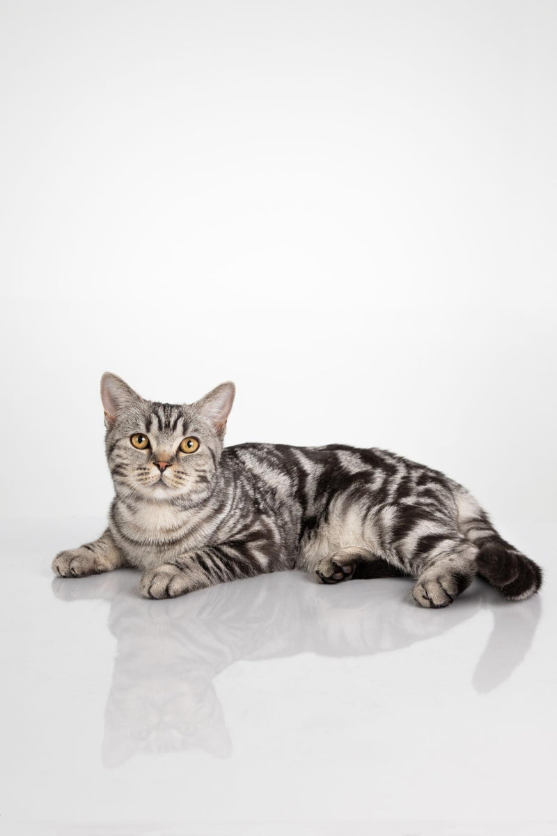 Cats & Kittens - The Best For Pets
