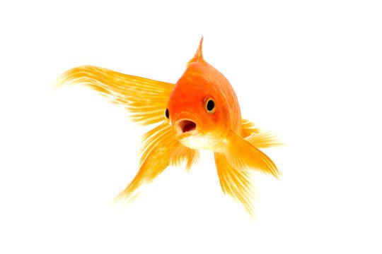 Fish & Aquatics - The Best For Pets