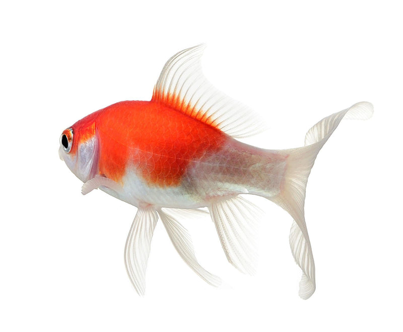 Fish & Aquatics - The Best For Pets