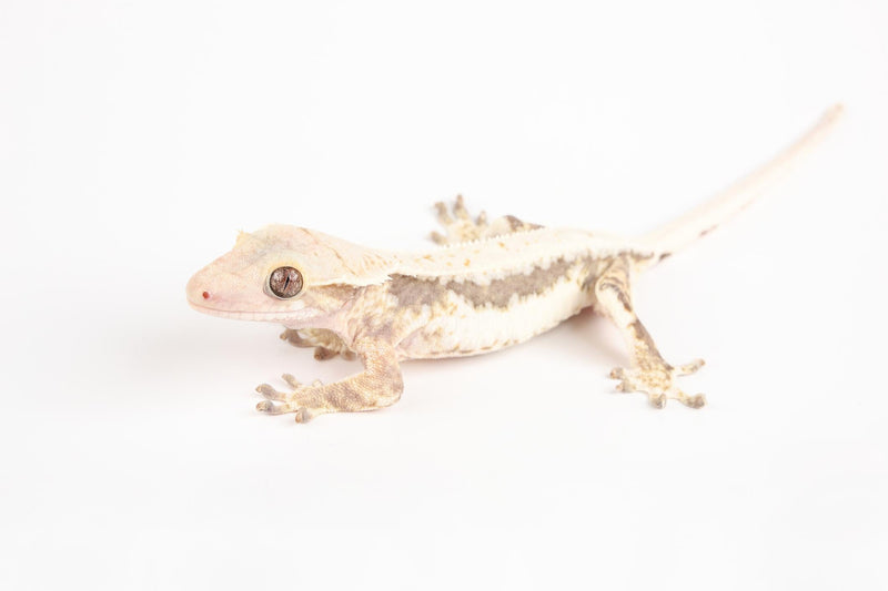 Reptiles & Amphibians - The Best For Pets