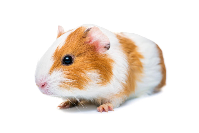 Small Pets - The Best For Pets