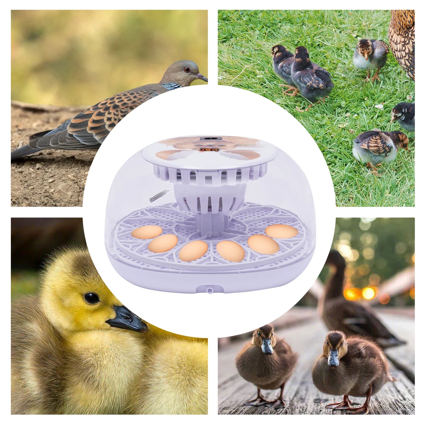 Automatic Egg Incubator 12 Egg with Temperature and Humidity Control