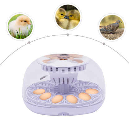 Automatic Egg Incubator 12 Egg with Temperature and Humidity Control