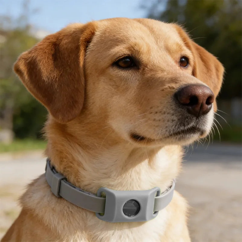 Natural Flea & Tick Repellent Dog Collar With Pendant
